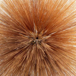 Cover: Brennan_Patricia_Of_The_Near_And_Far