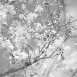 Cover: Kikuchi_Masabumi_Hanamichi_Vol_II